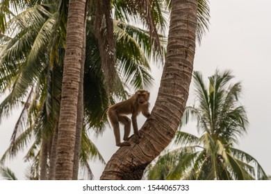 Ko Samui Island, Thailand - March 18, 2019: Brown Pigtailed Macaque Climbs Up Palm Tree To Harvest, To Pull Off, Coconuts. Silver Sky Behind Green Palm Leaves.