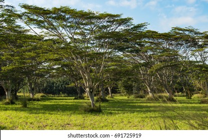 Koa Trees Acacia Koa Kauai Hawaii