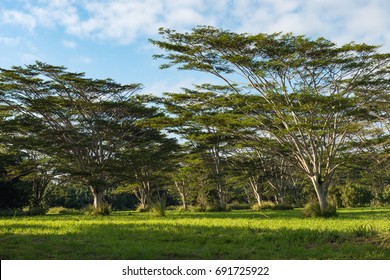 Koa Trees Acacia Koa Kauai Hawaii