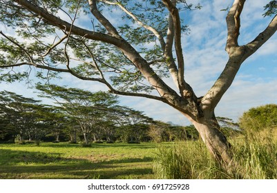 Koa Trees Acacia Koa Kauai Hawaii