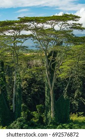 Koa Trees Acacia Koa Kauai Hawaii