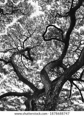 
Koa, typical tree of Hawaii