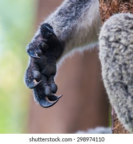 2,205 Koala claw Images, Stock Photos & Vectors | Shutterstock