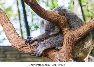 217 Koala gold coast Stock Photos, Images & Photography | Shutterstock