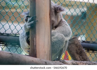 Koala.