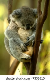 Koala