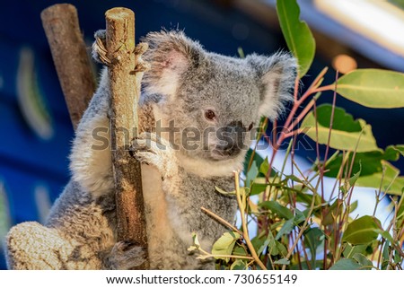 Koala