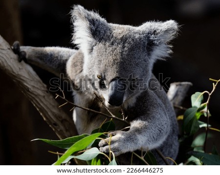 Koala. Arboreal herbivorous marsupial native to Australia.