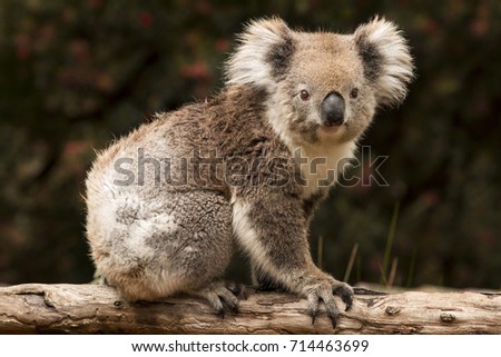 Koala, Australia
