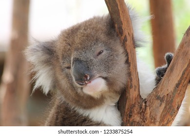 Koala, Australia, Healesville Sanctuary