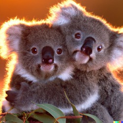 Koala Babies Hugging At Sunset