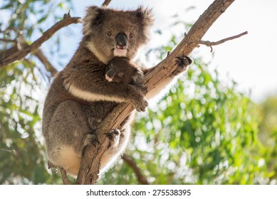 Koala Baby Bear Is Sitting On The Back Of Her Koala Mother