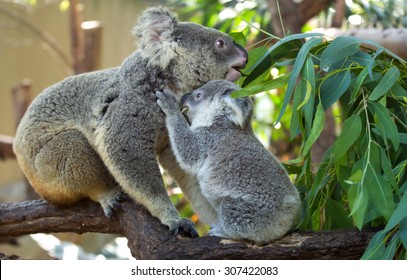 Koala Baby And Mom Perched On A Tree To Eat.