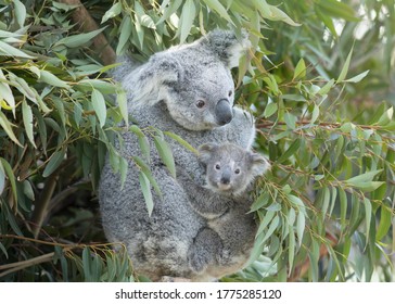 Koala baby on mother's back.