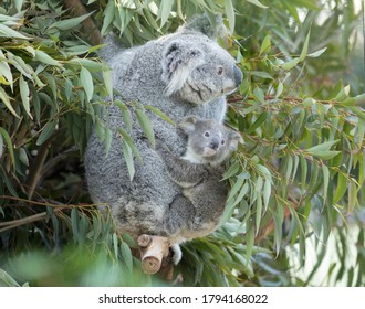 Koala baby is on mother's back in the eucalyptus tree.