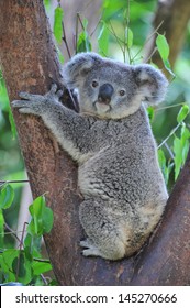 Koala Bear