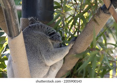 Koala Bear Asleep In A Tree