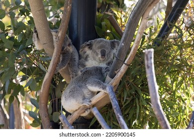 Koala Bear Asleep In A Tree