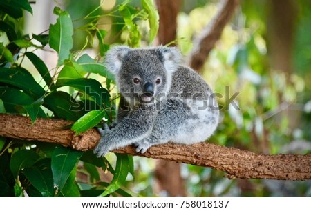 Koala Bear Australia