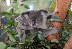 A Koala Bear And Its Baby
