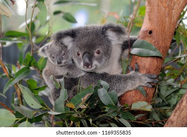 A Koala Bear And Its Baby