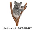 Koala bear climbing a branch looking at the camera, Phascolarctos cinereus, isolated on white