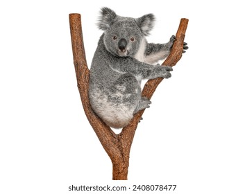 Koala bear climbing a branch looking at the camera, Phascolarctos cinereus, isolated on white