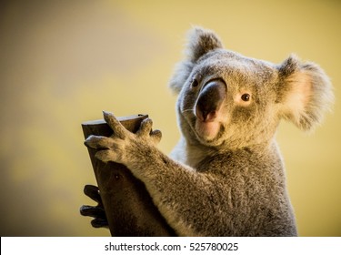 Koala bear climbing a branch in a zoo