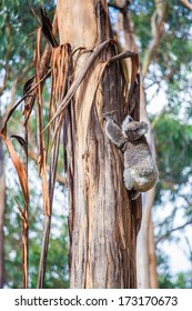 Koala Bear Climbing Up The Tree In Victoria, Australia