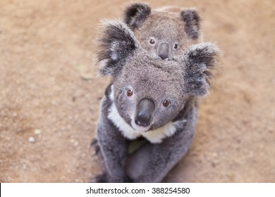 Koala Bear And Cub