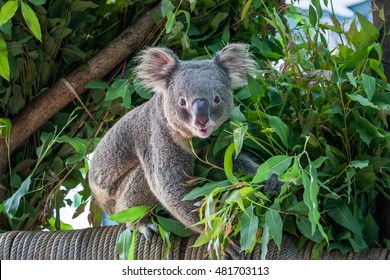 Koala Bear Cute