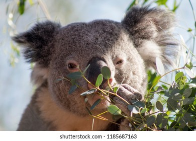 Koala bear eating eucalyptus leaves