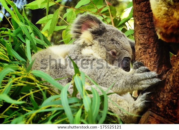 Koala Bear Eucalyptus Tree Animals Wildlife Stock Image