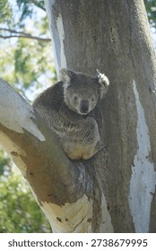 Koala bear in eucalyptus tree

Koala bear perched on a eucalyptus tree branch in a natural forest setting with soft daylight illuminating its fur. The close-up wildlife portrait captures the calm and curious expression of the marsupial in its native habitat.                               