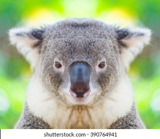 Koala Bear Face Close Up