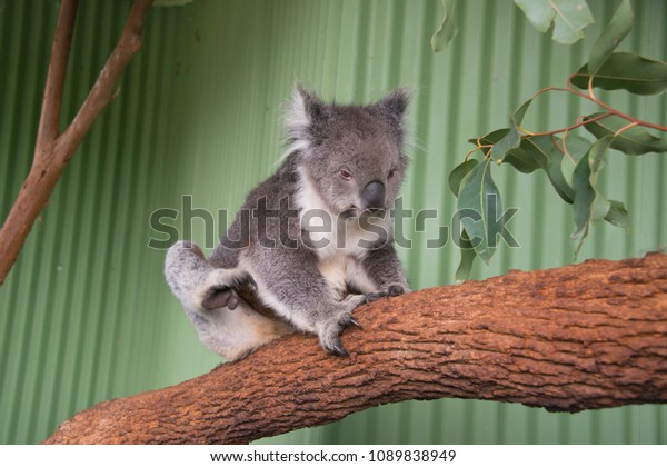 Koala Bear Farm Melbourne Australia Animals Wildlife Nature