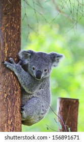 Koala Bear In Forest Zoo