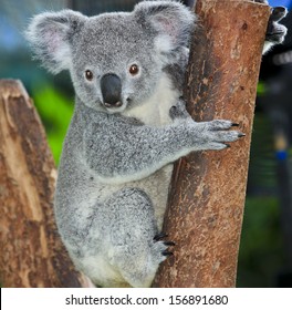 koala bear in forest zoo