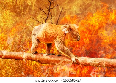 Koala Bear On Eucalyptus Branch Escape From Australian Bushfires In 2019 And 2020. Conceptual: Save Koala, Global Warming, Natural Disaster, Climate Change. Koala Survival At Risk.