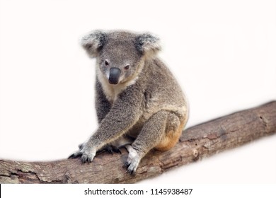 Koala Bear On White Background.