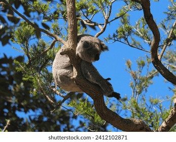 koala bear in selective focus 