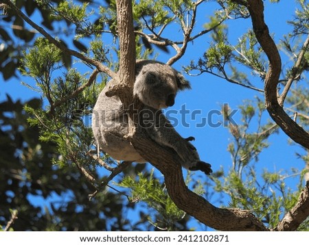 koala bear in selective focus 