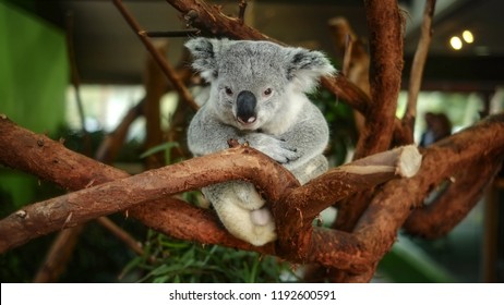 koala bear sitting in the tree