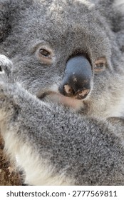 A Koala Bear sitting in a tree