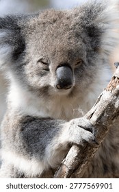 A Koala Bear sitting in a tree