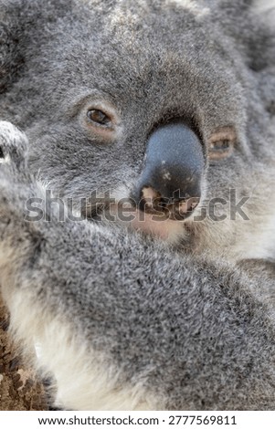 A Koala Bear sitting in a tree