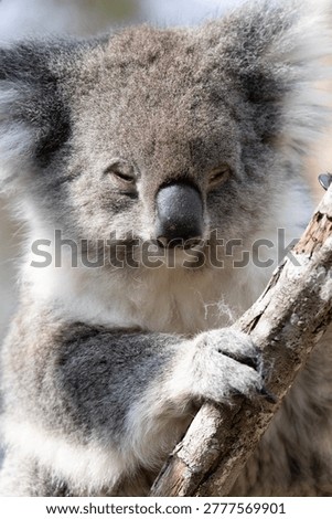 A Koala Bear sitting in a tree