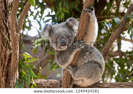 Koala Bear sitting in a tree looking face on