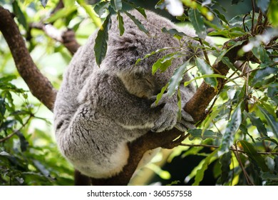 Koala Bear sleeping in tree branches at Taronga Zoo.