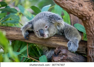 Koala bear sleeping in a tree in the forest.